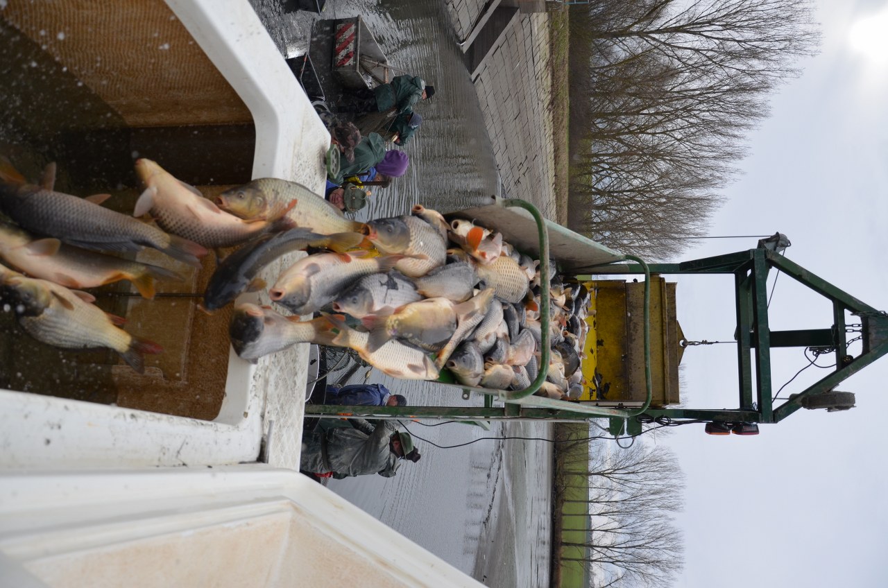 Tradičný výlov rybníka v Kolíňanoch